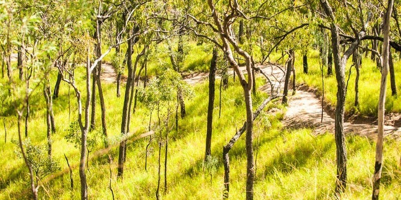 kidsbucketlist.com.au - Davies Creek Mountain Bike Park - 3