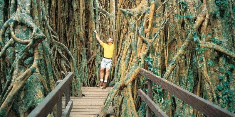 kidsbucketlist.com.au - Cathedral Fig Tree - 1