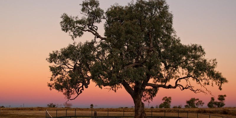 kidsbucketlist.com.au - Historic Coolabah Tree - 1