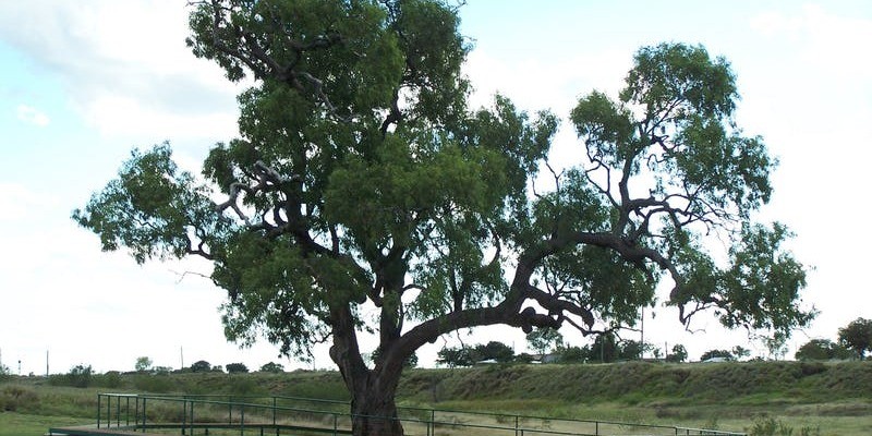 kidsbucketlist.com.au - Historic Coolabah Tree - 2