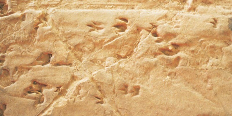 kidsbucketlist.com.au - Lark Quarry Conservation Park - 2