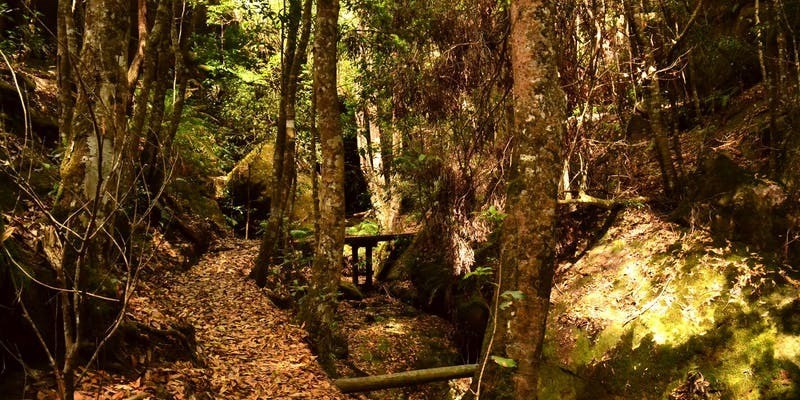 kidsbucketlist.com.au - Cave Creek Walking Track - 2