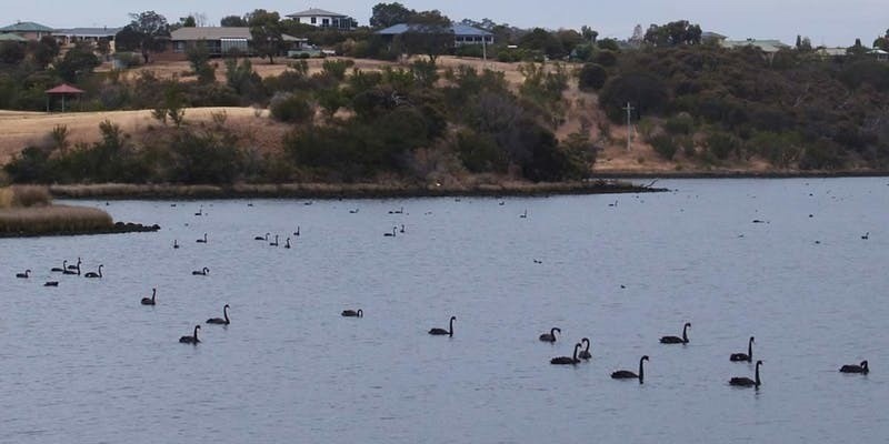 kidsbucketlist.com.au - Bridgewater Foreshore Walking Trail - 1