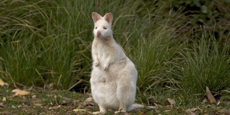 kidsbucketlist.com.au - South Bruny National Park - 1