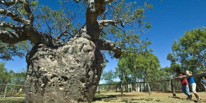 kidsbucketlist.com.au - Boab Prison Tree - 1