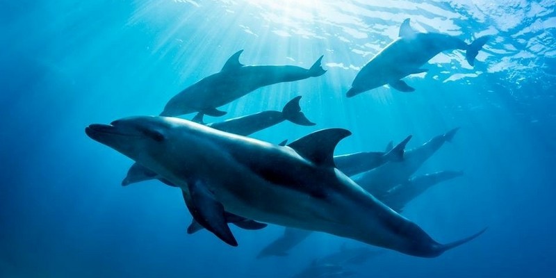 kidsbucketlist.com.au - Dolphin and Seal Swim (3 hours) - 1
