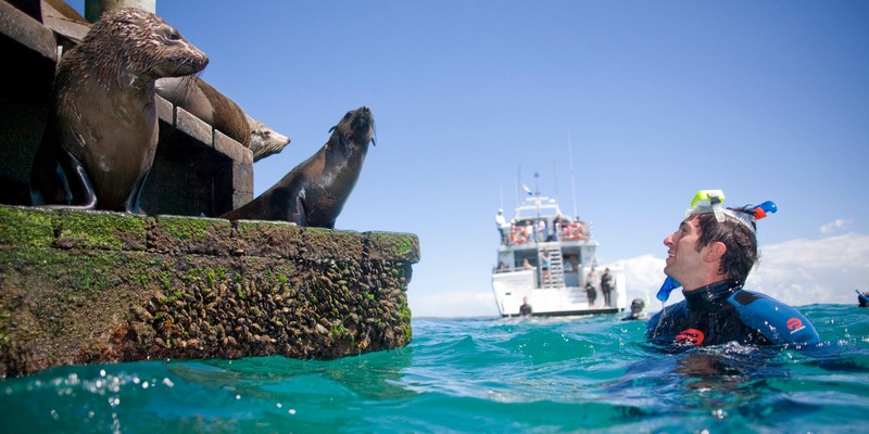 kidsbucketlist.com.au - Dolphin and Seal Swim (3 hours) - 2