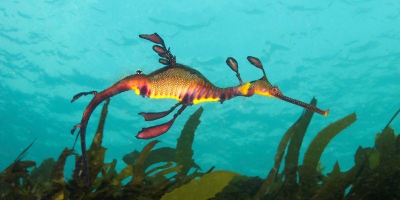 kidsbucketlist.com.au - Dolphin and Seal Swim (3 hours) - 3