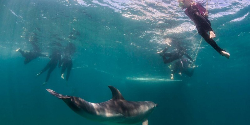 kidsbucketlist.com.au - Dolphin and Seal Swim (3 hours) - 5