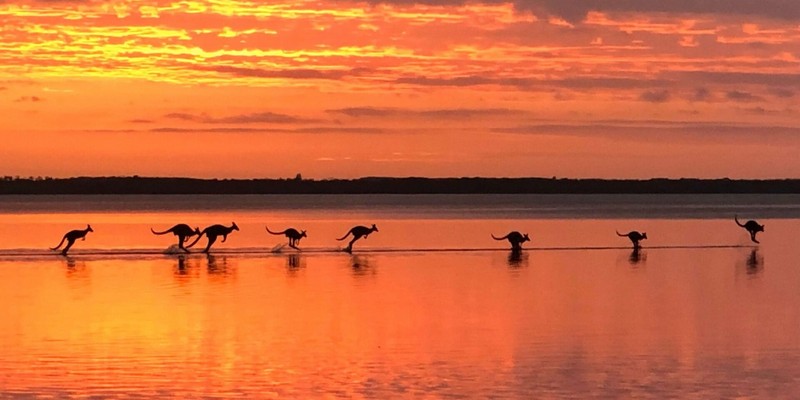 kidsbucketlist.com.au - Noosa Kangaroos - 1