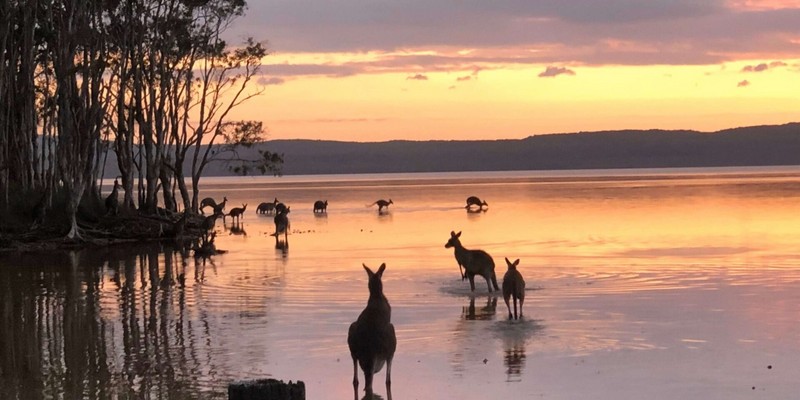 kidsbucketlist.com.au - Noosa Kangaroos - 2