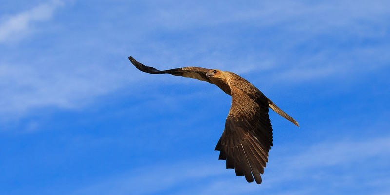 kidsbucketlist.com.au - Jumping Crocodile Cruise - 4