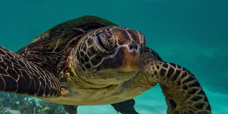 kidsbucketlist.com.au - Snorkel with Turtles on the Ningaloo Reef - 2