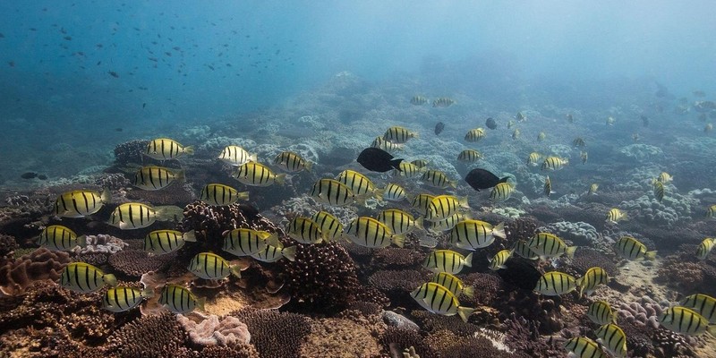 kidsbucketlist.com.au - Snorkel with Turtles on the Ningaloo Reef - 5