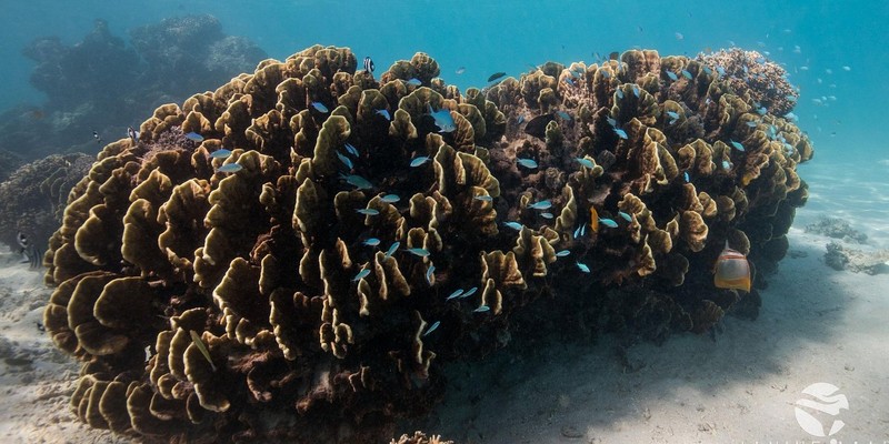 kidsbucketlist.com.au - Snorkel with Turtles on the Ningaloo Reef - 6