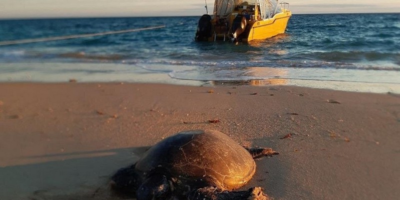 kidsbucketlist.com.au - Snorkel with Turtles on the Ningaloo Reef - 8