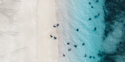 Turtle Mating & Nesting Season