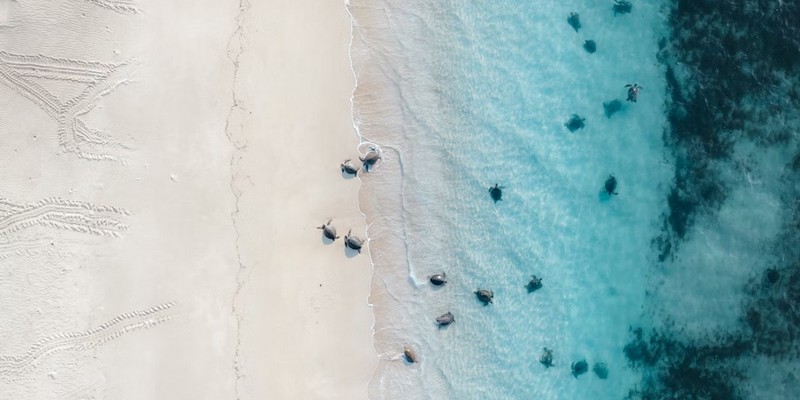 kidsbucketlist.com.au - Turtle Mating & Nesting Season - 1