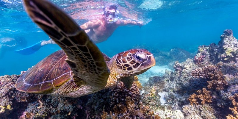 kidsbucketlist.com.au - Turtle Mating & Nesting Season - 2