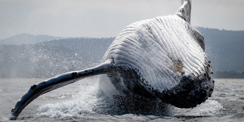 kidsbucketlist.com.au - Merimbula Whale Watching Adventure - 1