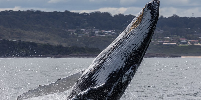 kidsbucketlist.com.au - Merimbula Whale Watching Adventure - 3