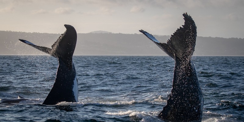 kidsbucketlist.com.au - Merimbula Whale Watching Adventure - 5