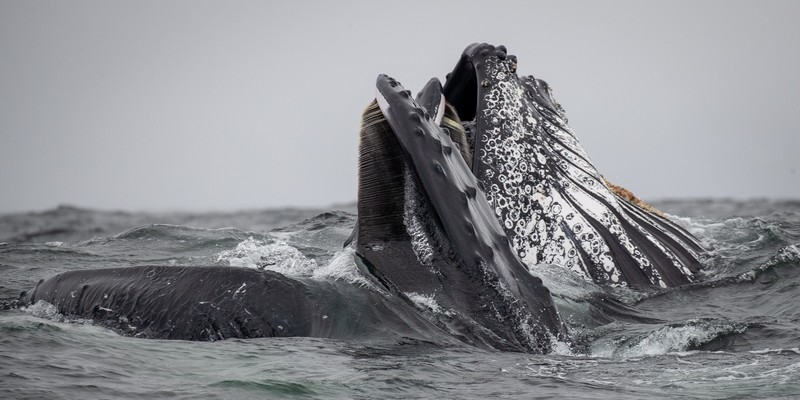 kidsbucketlist.com.au - Merimbula Whale Watching Adventure - 7