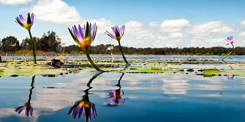 kidsbucketlist.com.au - Noosa Habitat Everglades Serenity Tour - 5
