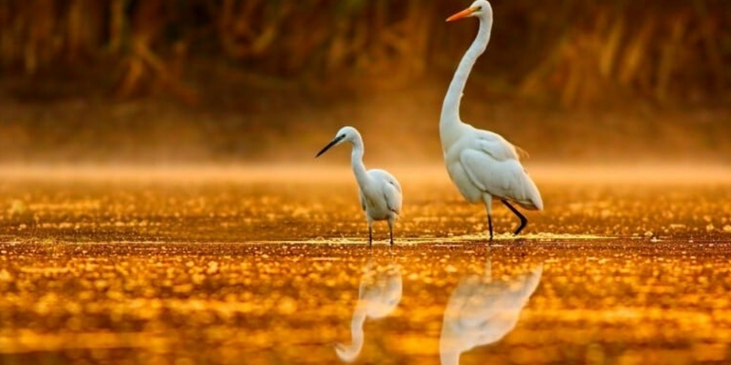 kidsbucketlist.com.au - Noosa Habitat Everglades Serenity Tour - 8