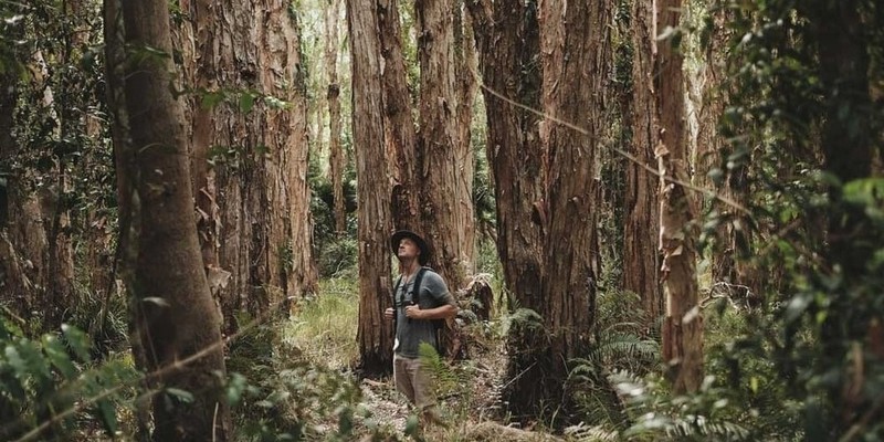 kidsbucketlist.com.au - Noosa Habitat Everglades Explorer Tour - 2