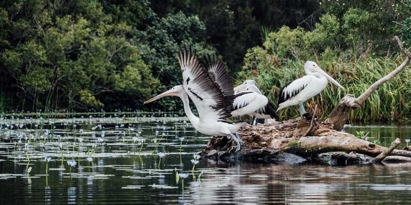 kidsbucketlist.com.au - Noosa Habitat Everglades Explorer Tour - 5