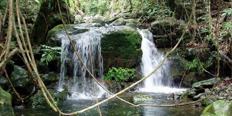 kidsbucketlist.com.au - Daintree Rainforest & Mossman Gorge Full Day Tour - 1