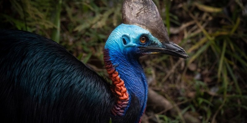 kidsbucketlist.com.au - Daintree Rainforest & Mossman Gorge Full Day Tour - 2