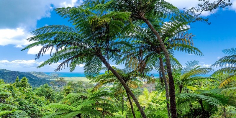 kidsbucketlist.com.au - Daintree Rainforest & Mossman Gorge Full Day Tour - 5