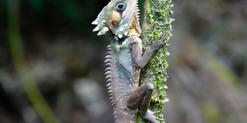 kidsbucketlist.com.au - Daintree Rainforest & Mossman Gorge Full Day Tour - 6