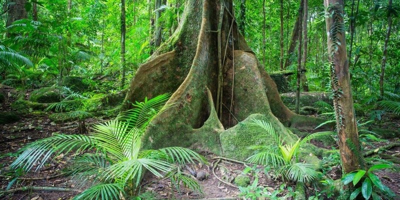 kidsbucketlist.com.au - Daintree Rainforest & Mossman Gorge Full Day Tour - 7