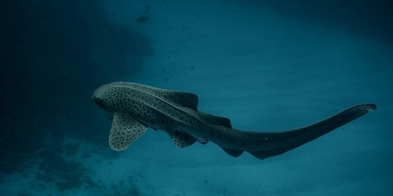 kidsbucketlist.com.au - Sea Turtle Snorkel Tour - 2