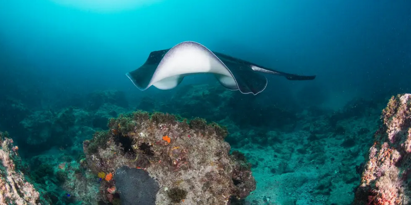 kidsbucketlist.com.au - Sea Turtle Snorkel Tour - 3