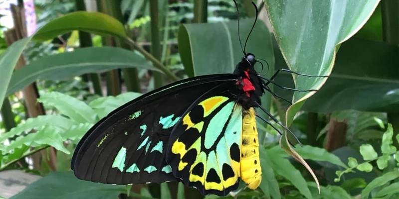 kidsbucketlist.com.au - Green Island & Cairns City Sights Day Tour - 5