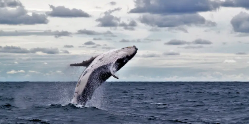 kidsbucketlist.com.au - Forster Whale Watch Encounter Adventure Tour - 6