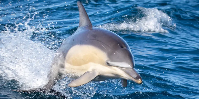 kidsbucketlist.com.au - Merimbula Wildlife Adventure Scenic Cruise - 1