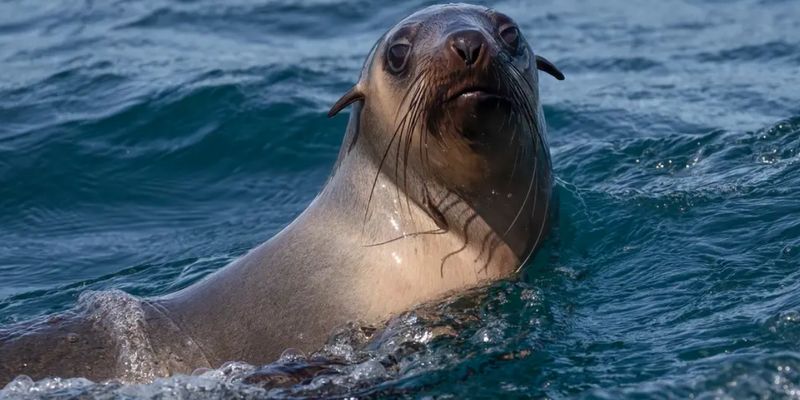 kidsbucketlist.com.au - Merimbula Wildlife Adventure Scenic Cruise - 4
