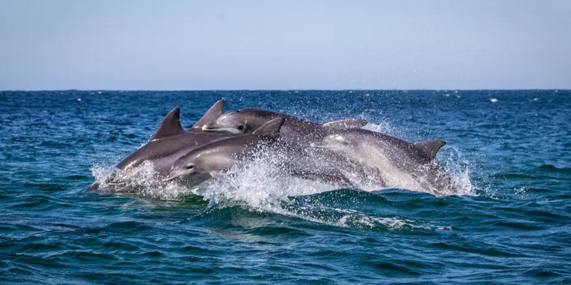 kidsbucketlist.com.au - Merimbula Wildlife Adventure Scenic Cruise - 7