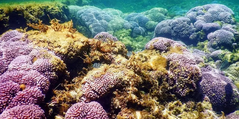 kidsbucketlist.com.au - Rottnest Island Snorkel Experience Tour - 4