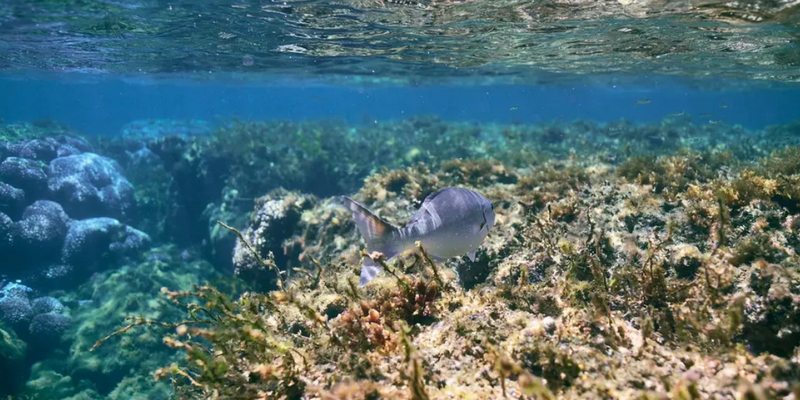 kidsbucketlist.com.au - Rottnest Island Snorkel Experience Tour - 7