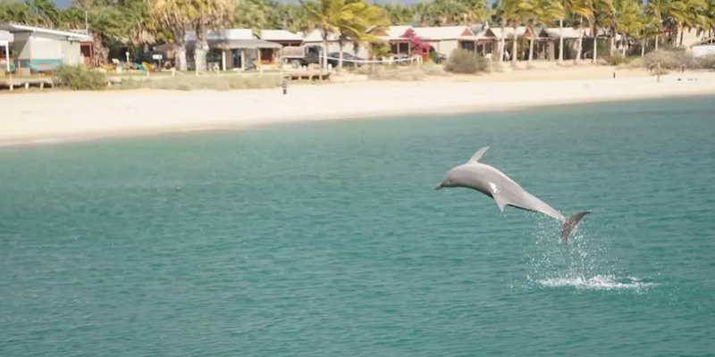 kidsbucketlist.com.au - Monkey Mia Marine Life Cruise - 1