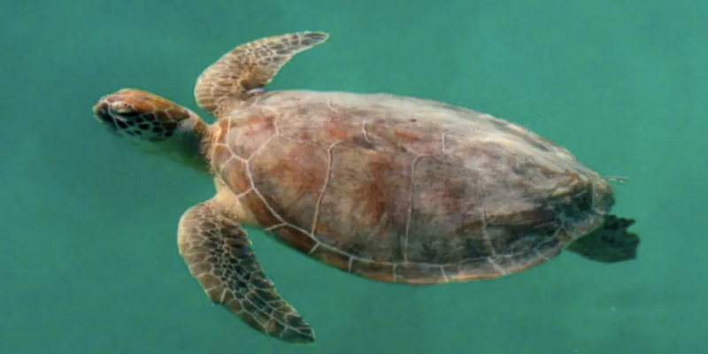 kidsbucketlist.com.au - Monkey Mia Marine Life Cruise - 2