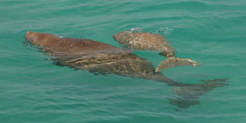 kidsbucketlist.com.au - Monkey Mia Marine Life Cruise - 4