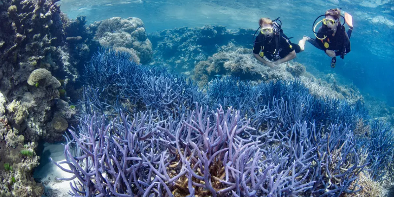 kidsbucketlist.com.au - SilverSonic Dive and Snorkel Day Trip from Port Douglas - 3