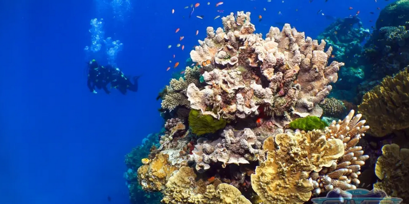 kidsbucketlist.com.au - SilverSonic Dive and Snorkel Day Trip from Port Douglas - 5